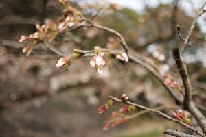 瀬田神宮の桜の蕾