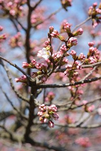 観音桜の開花